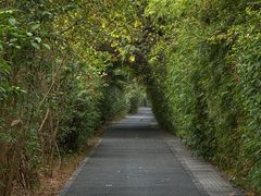 -华侨城湿地公园
