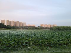 -丁香湖公园