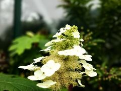 -中国科学院华南植物园