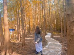 -上海海湾国家森林公园