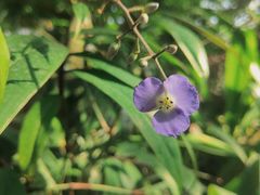 -中国科学院华南植物园