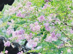 -上海醉白池公园