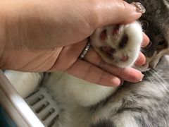 -藦茜花园宠物主题亲子互动体验馆(国顺东路店)