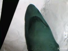 -悉尼海洋生物水族馆