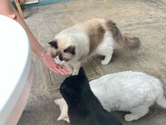 -喵屿·大理花园猫咖