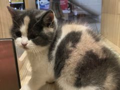 -屋虎猫馆(宝安大仟里店)