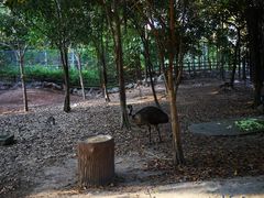 -清迈夜间动物园