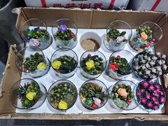 -循礼门鲜花花市(武汉循礼门店)