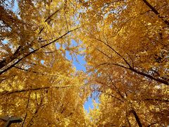 -大顺堂食府(牛街店)