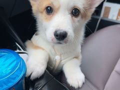 -翊宠yipet猫狗购宠庄园犬舍•猫舍