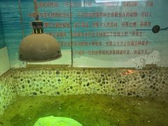 -上海大自然野生昆虫馆(东方明珠·爬宠昆虫探索中心)