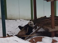 -栾川竹海野生动物园