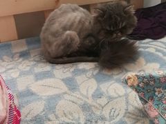 -达爱动物医院·犬猫分区·CT·复杂眼科(远洋山水分院)