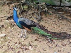 -泉州海丝野生动物世界