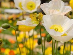 -名花谷生态庄园