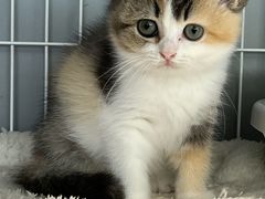 -翊宠yipet猫狗购宠庄园犬舍•猫舍