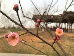 -秀丽东方