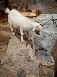 -Zoolung Zoolung动物主题公园(海信广场店)