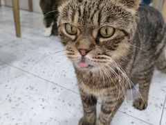 -喵园·猫主题咖啡厅·撸猫·猫咖(国贸店)