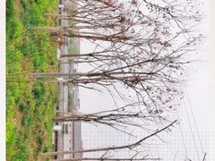 -茯茶镇