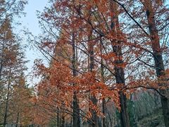 -白水寺森林公园