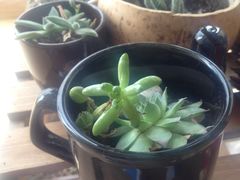 -志龙皇冠吃货椰子铺