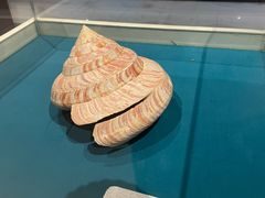-青岛贝壳博物馆