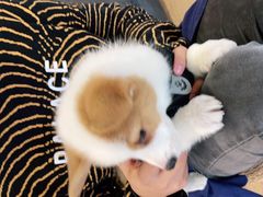 -南京Hallo宠物乐园·哈罗犬舍·柴犬繁育基地