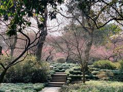 -杭州植物园