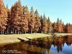 -黄海国家森林公园