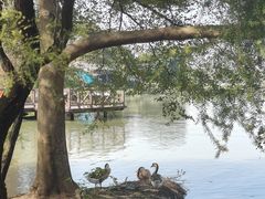 -海珠湖公园