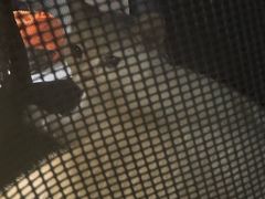 -中农国际动物医院24小时·猫科·骨科·急重症中心