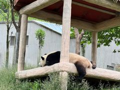 -卧龙中华大熊猫苑神树坪基地