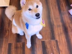 -豆柴町-柴犬主题狗咖(红鼎国际C座店)