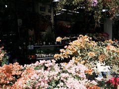 -溪岸路花鸟市场