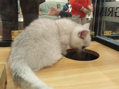 -袖虎·猫馆(体育西路店)