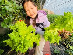 -大自然农场蔬菜草莓采摘园