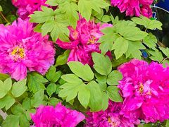 -双季花艺园艺市场(浦东店)