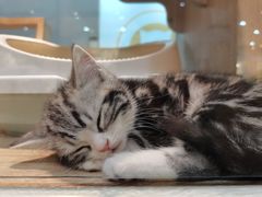 -BABIT巴比特宠物(MOMOPARK店)