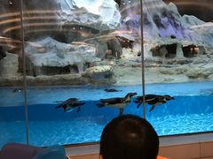 -帝企鹅自助餐厅•儿童岛•真企鹅(长隆企鹅酒店)