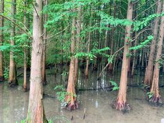 -桤木河湿地公园