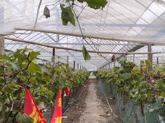 -马陆小张葡萄园农家乐