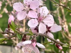 -海棠花溪(元大都城垣遗址公园)