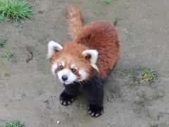 -栾川竹海野生动物园