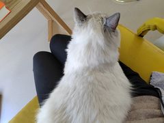 -猫在这儿猫咪咖啡馆·撸猫馆