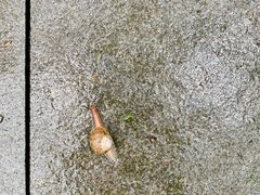 -水杉园