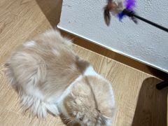 -1013 PET SHOP精品宠物商店(丁香店)