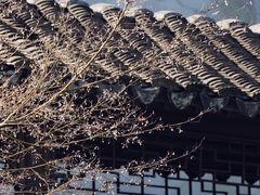 -秋霞圃