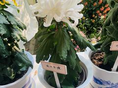 -杭州植物园