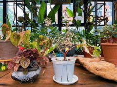 -北马山庄植趣咖啡